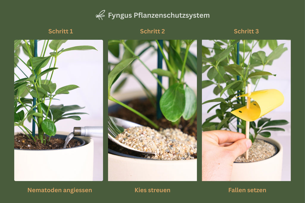 Fyngus Ultimate – Biologisches System gegen Trauermücken